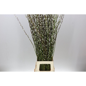 Salix Snow Flake