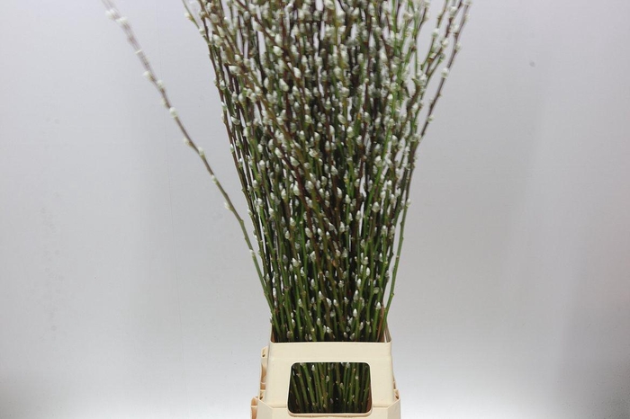 <h4>Salix Snow Flake</h4>