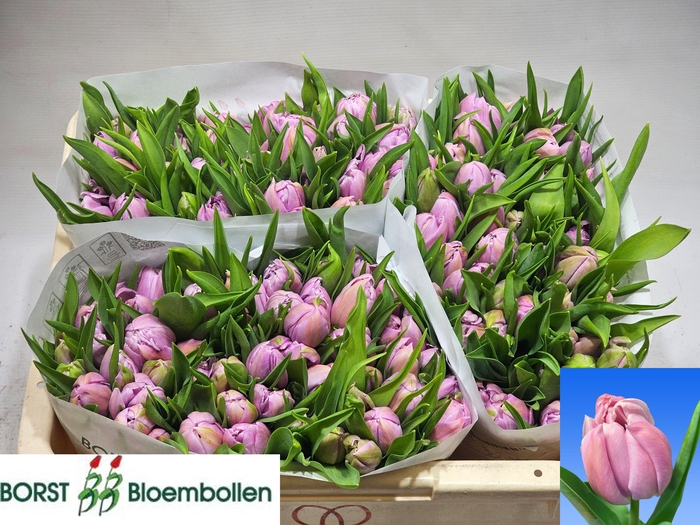 <h4>TU DU KATINKA</h4>