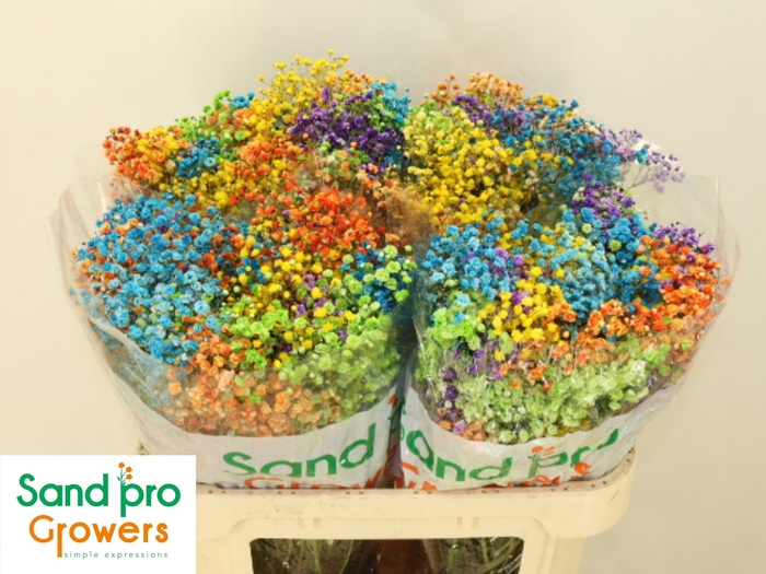 <h4>GYPS KLB H%</h4>