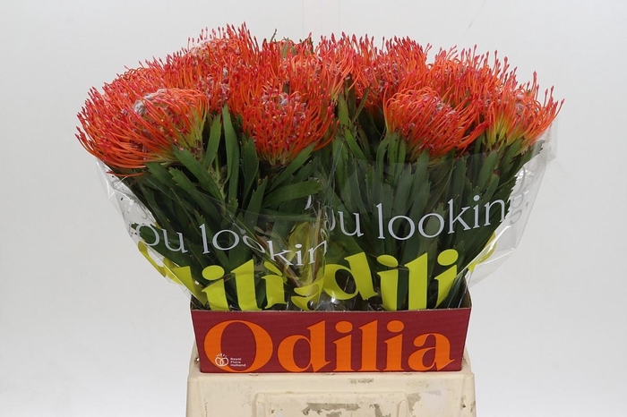 <h4>LEUCO CO TANGO</h4>