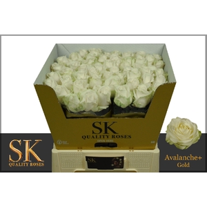 R Gr Avalanche White Extra Sk