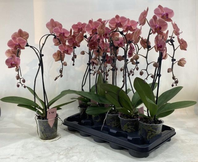 <h4>PHAL OV ORANJE</h4>