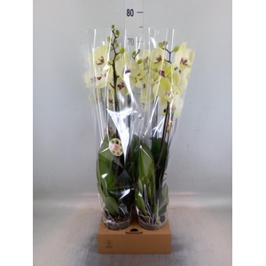 Phalaenopsis   ...