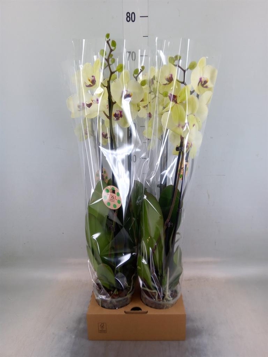 <h4>Phalaenopsis   ...</h4>