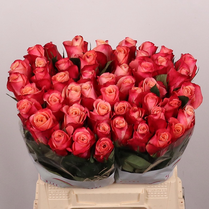 <h4>R GR HELENE</h4>