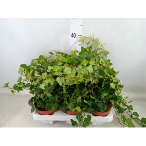 Hedera helix 'Wonder'