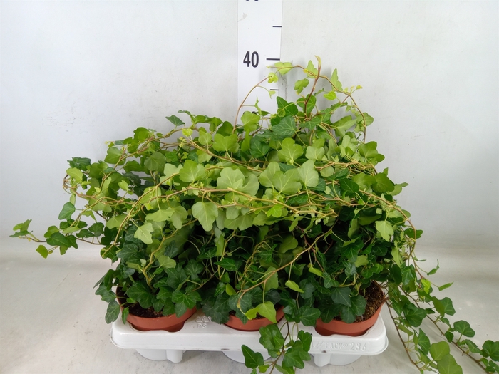 <h4>Hedera helix 'Wonder'</h4>