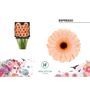 Germini Espresso Diamond per kaart