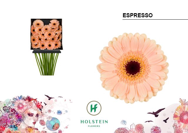<h4>Germini Espresso Diamond per kaart</h4>
