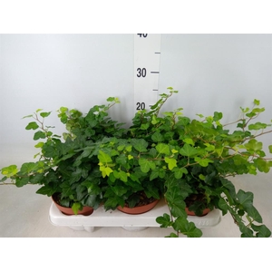 Hedera helix 'Wonder'