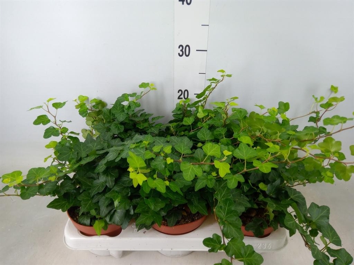 <h4>Hedera helix 'Wonder'</h4>