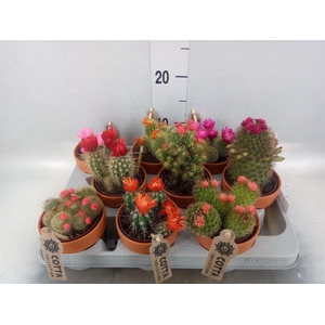 Cactus   ...decorated