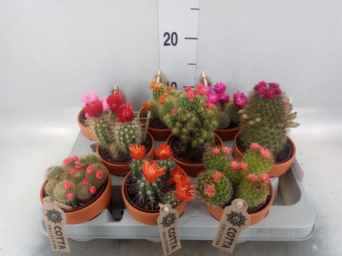 <h4>Cactus   ...decorated</h4>
