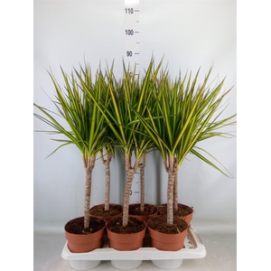 Dracaena marg. 'Sunray'