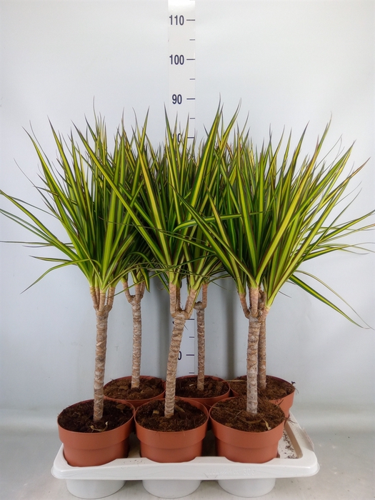 <h4>Dracaena marg. 'Sunray'</h4>
