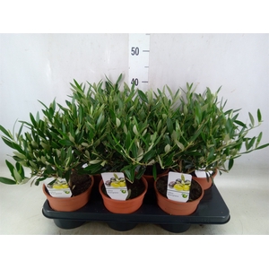 Olea europaea