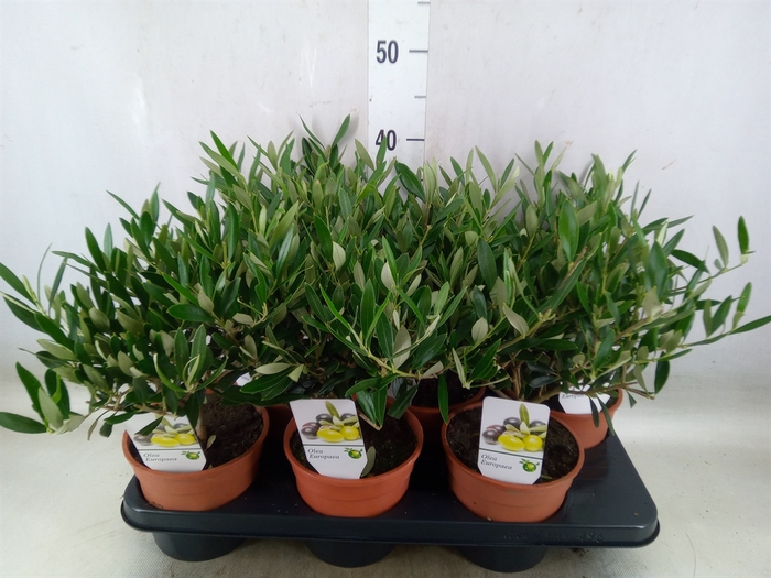 <h4>Olea europaea</h4>
