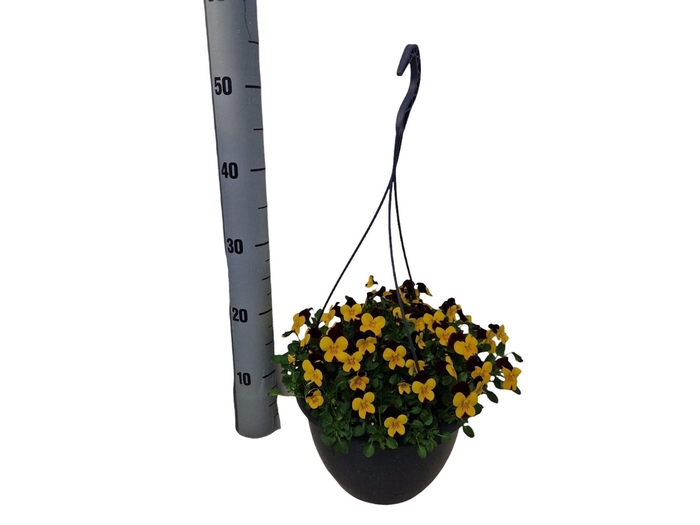 <h4>VIO CO END YELL+RED</h4>