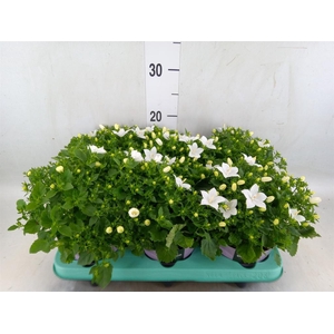 Campanula isoph. 'Atlanta White'