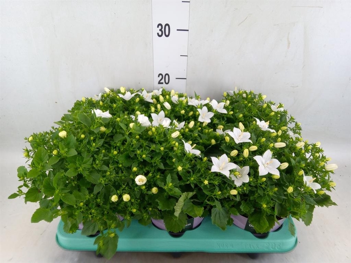 <h4>Campanula isoph. 'Atlanta White'</h4>