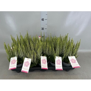 Calluna vulg. 'Beauty L'  ..mix