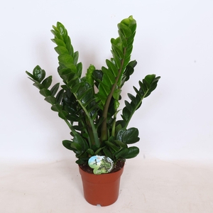 Zamioculcas zamiifolia Midori