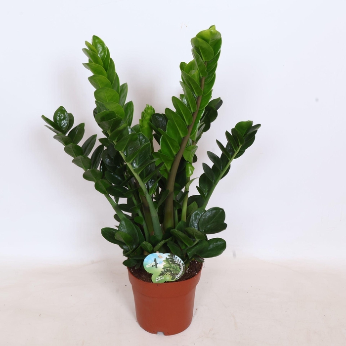 <h4>Zamioculcas zamiifolia Midori</h4>