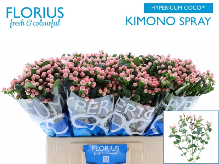 <h4>HYP COCO KIMONO</h4>