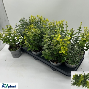 EUONYMUS FORTUNEI