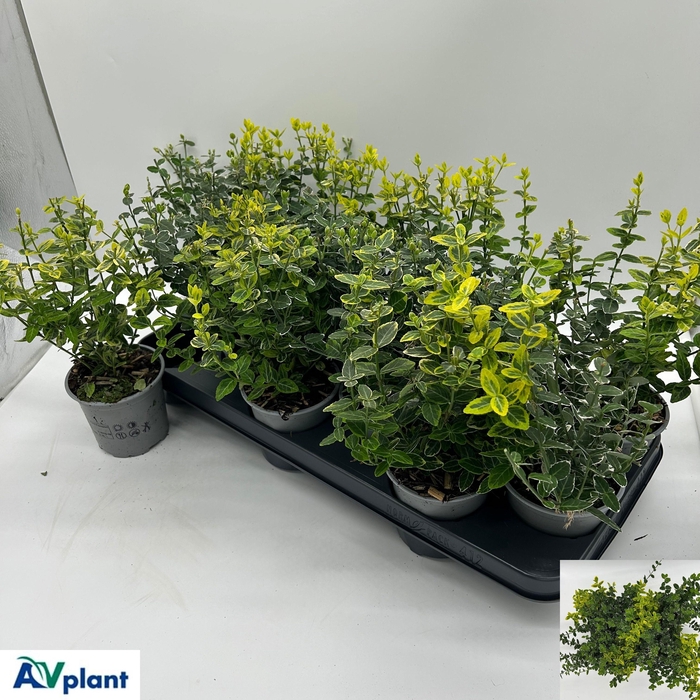 <h4>EUONYMUS FORTUNEI</h4>