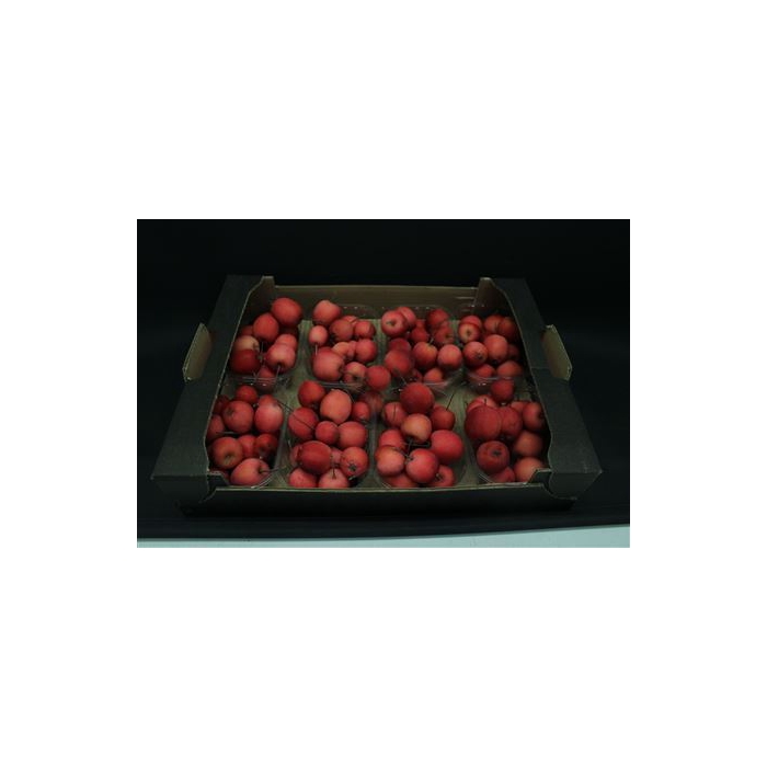 <h4>F Appel Malus Rood X8</h4>