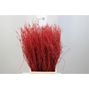 Berkentak Rood