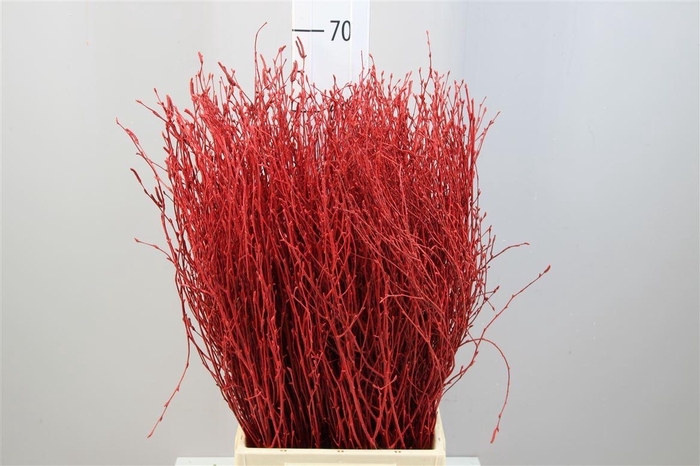 Berkentak Rood