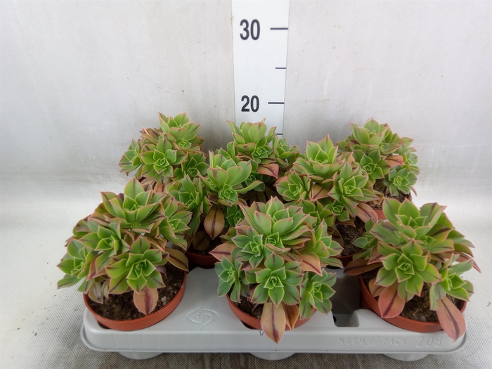 <h4>Aeonium   ...</h4>
