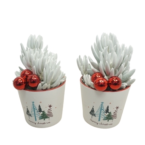 X-mas pot opgemaakt met 'natural' Senecio Mont Blanc