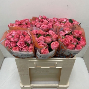 Rosa TR 'Jessy' BRAAM