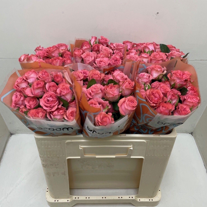 <h4>Rosa TR 'Jessy' BRAAM</h4>