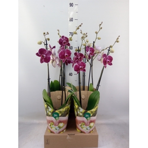 Phalaenopsis  'Eduction'