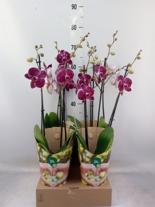 <h4>Phalaenopsis  'Eduction'</h4>