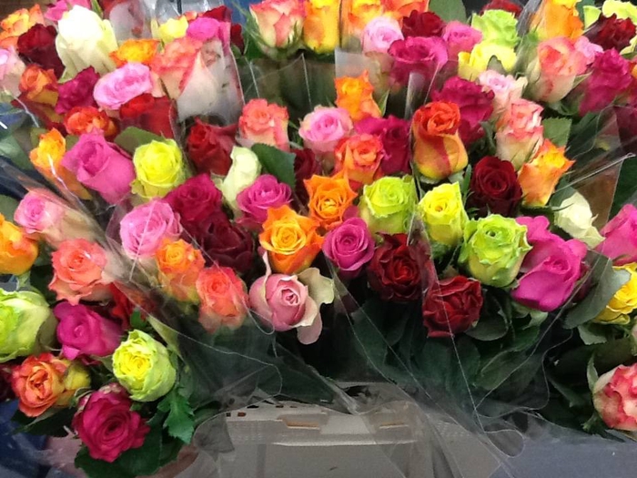 <h4>R GR GEM IN BOS X10</h4>