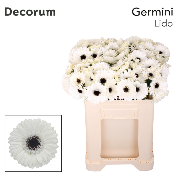<h4>Germini Lido Water/Hoes x80</h4>