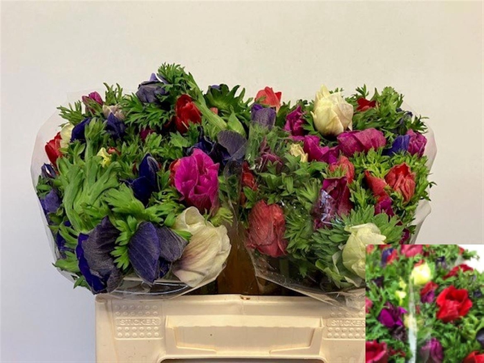 <h4>ANEM GEM BS</h4>