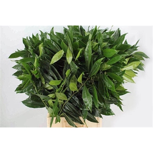 Cocculus 100cm