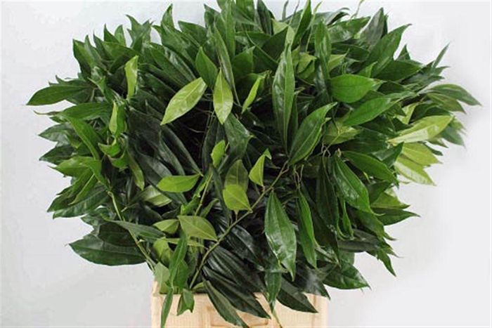 <h4>Cocculus 80cm</h4>