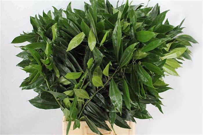 <h4>Cocculus 75cm</h4>