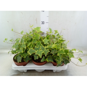 Hedera helix 'Goldchild'