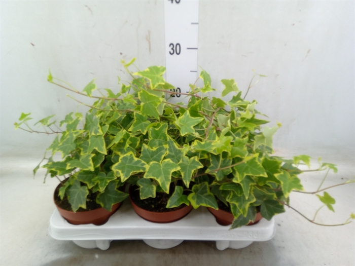 <h4>Hedera helix 'Goldchild'</h4>