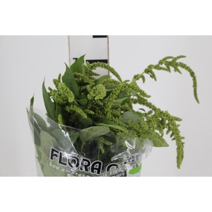 AMARANTHUS VERDE