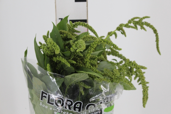 <h4>AMARANTHUS VERDE</h4>